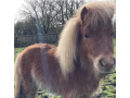 4-yr-old-shetland-pony-small-0