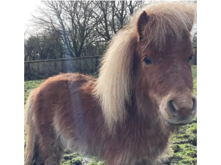 4 yr old Shetland pony